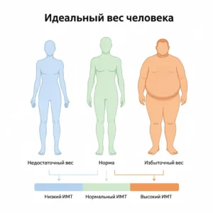 Принцип работы калькулятора идеального веса: расчет оптимального веса по росту, возрасту и полу